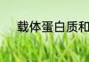 载体蛋白质和通道蛋白质的区别
