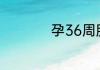孕36周胎儿发育标准