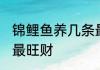 锦鲤鱼养几条最旺财 锦鲤鱼养多少条最旺财