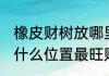 橡皮财树放哪里最旺财 橡皮财树放在什么位置最旺财