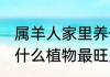 属羊人家里养什么植物最旺财 属羊养什么植物最旺财