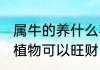 属牛的养什么花财旺 属牛的人养什么植物可以旺财