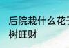后院栽什么花子树旺财 后院栽啥花子树旺财