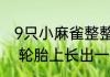 9只小麻雀整整齐齐挤在车轮上取暖   轮胎上长出一排小肥啾