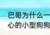 巴哥为什么一直叫个不停（十大最省心的小型狗狗巴哥犬）