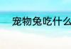 宠物兔吃什么（兔子最爱吃什么）