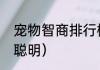 宠物智商排行榜（养什么狗最省心又聪明）