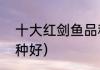 十大红剑鱼品种（高鳍红箭鱼哪个品种好）