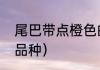 尾巴带点橙色的是什么鱼（红月亮鱼品种）