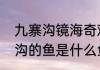 九寨沟镜海奇观是如何形成的（九寨沟的鱼是什么鱼）