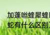 加蓬咝蝰犀蝰区别（加蓬蝰蛇和五步蛇有什么区别）