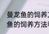 曼龙鱼的饲养方法和注意事项（曼龙鱼的饲养方法和注意事项）