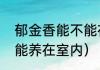郁金香能不能在屋里养（郁金香能不能养在室内）
