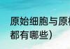 原始细胞与原核细胞区别（原核细胞都有哪些）