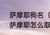 萨摩耶狗名（【萨摩耶好听的名字】萨摩耶怎么取名字?）