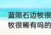 蓝陨石边牧很稀有吗（关于蓝陨石边牧很稀有吗的简单科普）