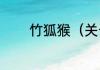竹狐猴（关于竹狐猴的简述）