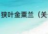 狭叶金粟兰（关于狭叶金粟兰的简述）
