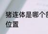 猪连体是哪个部位 猪连体是猪的什么位置