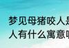 梦见母猪咬人是什么意思 梦见母猪咬人有什么寓意呢