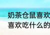 奶茶仓鼠喜欢吃什么（关于奶茶仓鼠喜欢吃什么的简单科普）