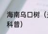 海南乌口树（关于海南乌口树的简单科普）