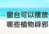 窗台可以摆放什么盆栽辟邪 窗台摆放哪些植物辟邪