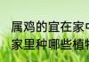 属鸡的宜在家中种什么植物 属鸡人在家里种哪些植物最旺财