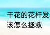 干花的花杆发霉了怎么办 干花发霉了该怎么拯救