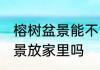 榕树盆景能不能放家里 可以把榕树盆景放家里吗