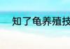 知了龟养殖技术 怎么养殖知了龟