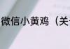 微信小黄鸡（关于微信小黄鸡的简述）