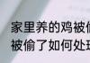 家里养的鸡被偷了怎么办 家里养的鸡被偷了如何处理