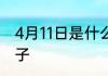 4月11日是什么节日 4月11日是什么日子