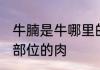 牛腩是牛哪里的肉 牛腩是牛身上哪个部位的肉