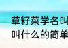 草籽菜学名叫什么（关于草籽菜学名叫什么的简单科普）