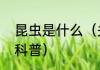 昆虫是什么（关于昆虫是什么的简单科普）