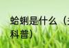 蛤蜊是什么（关于蛤蜊是什么的简单科普）