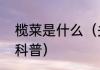榄菜是什么（关于榄菜是什么的简单科普）