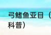 弓鳍鱼亚目（关于弓鳍鱼亚目的简单科普）