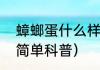 蟑螂蛋什么样（关于蟑螂蛋什么样的简单科普）