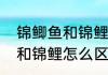 锦鲫鱼和锦鲤怎么区分（关于锦鲫鱼和锦鲤怎么区分的简单科普）