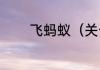 飞蚂蚁（关于飞蚂蚁的简述）