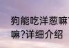 狗能吃洋葱嘛?消息推荐 狗能吃洋葱嘛?详细介绍