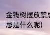 金钱树摆放禁忌是什么(金钱树摆放禁忌是什么呢)