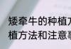 矮牵牛的种植方法和技巧(矮牵牛的种植方法和注意事项)