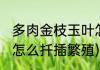 多肉金枝玉叶怎么扦插(多肉金枝玉叶怎么扦插繁殖)