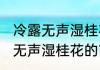 冷露无声湿桂花的前一句是什么(冷露无声湿桂花的前一句是啥)