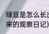 绿豆是怎么长出来的(绿豆是怎么长出来的观察日记)