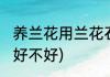 养兰花用兰花石好吗(养兰花用兰花石好不好)